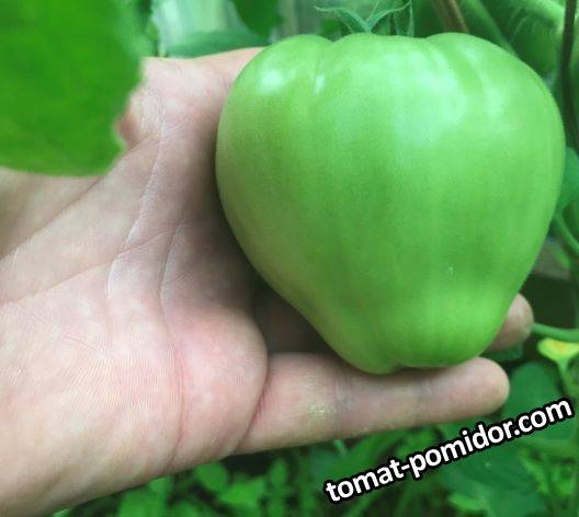 Розовые крупные мамы Сергея
