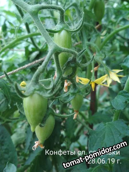 image-2019-07-02 08_40_13.jpg