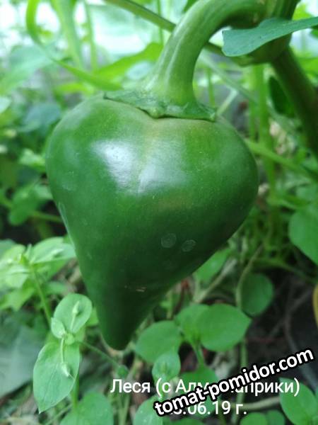image-2019-07-02 08_41_02.jpg
