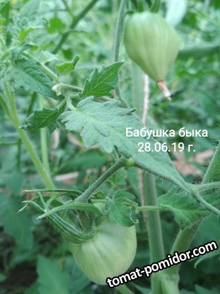 image-2019-07-02 08_38_49.jpg