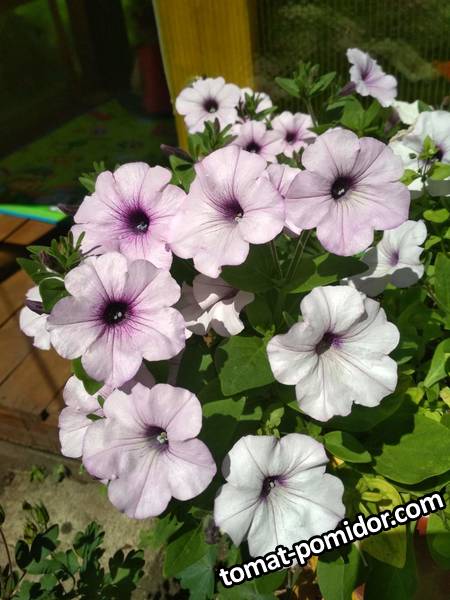 image-2019-07-23 20_12_41.jpg