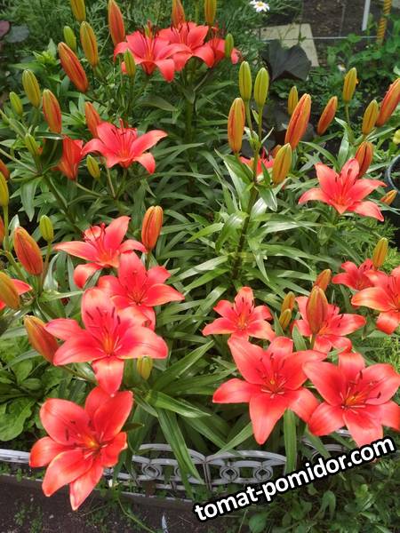 image-2019-07-02 08_39_52.jpg