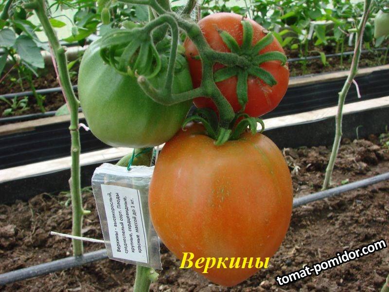 Веркины.JPG