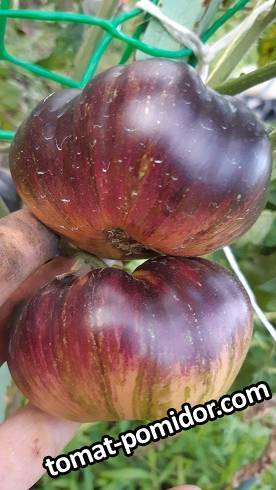 Lovely Lush