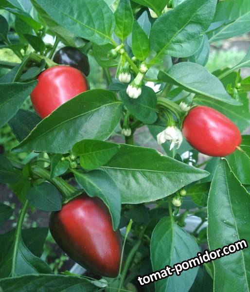 image-2019-07-23 20_08_02.jpg