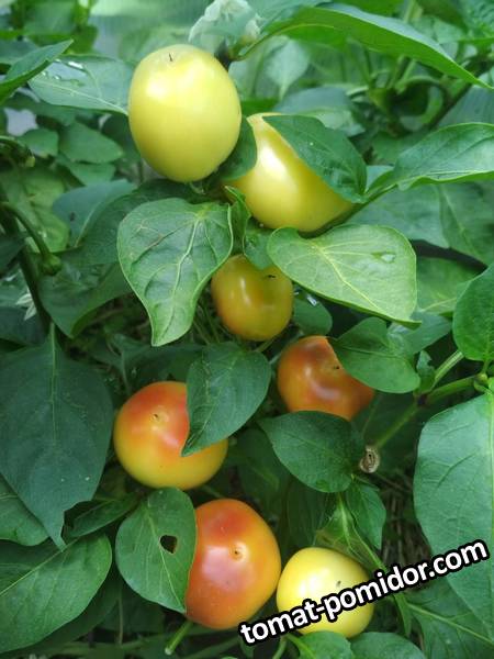 image-2019-07-23 20_08_11.jpg