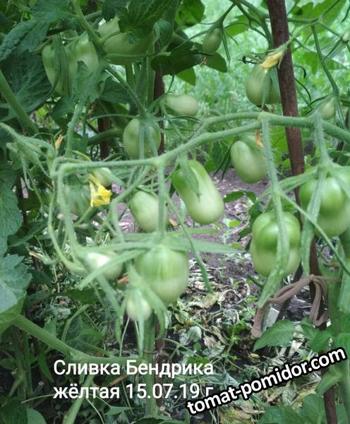 image-2019-07-23 20_09_18.jpg