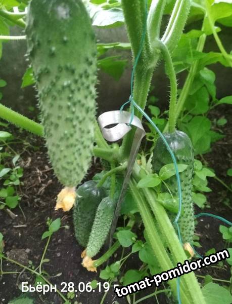 image-2019-07-02 08_39_28.jpg