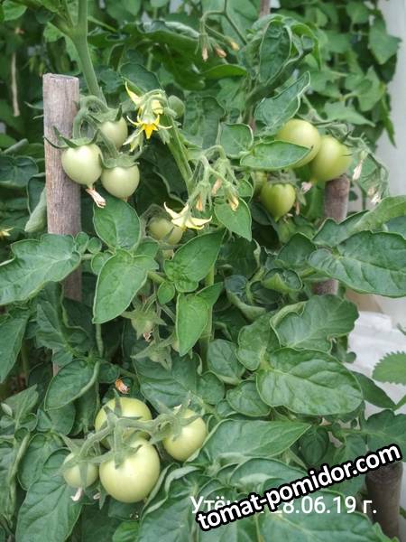 image-2019-07-02 08_40_31.jpg