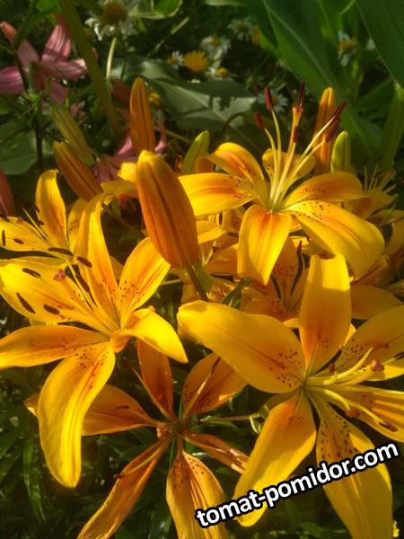 image-2019-07-23 20_11_15.jpg