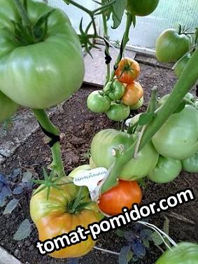 IMG_20190710_184231819_BURST000_COVER_TOP.jpg