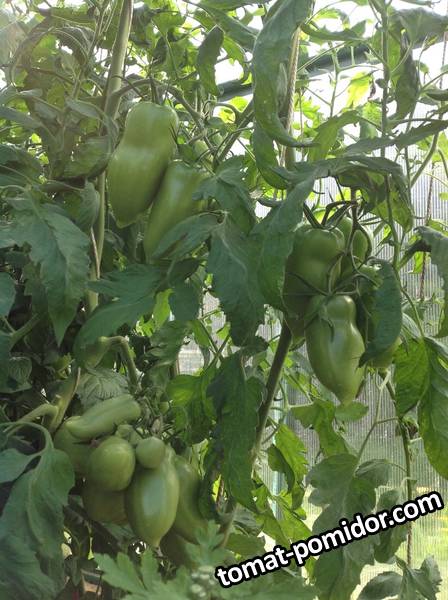 Корнабель F1 - К — сорта томатов - tomat-pomidor.com - отзывы на форуме