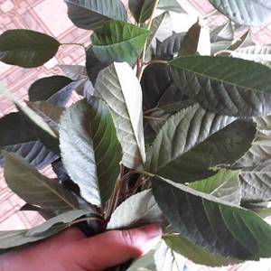 rps20190712_131955.jpg