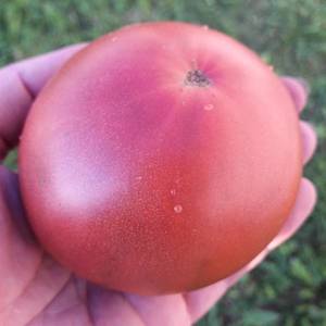 rps20190712_201358.thumb.jpg.1ecd361ad1b71a041f571eff712ea6f1.jpg