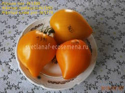 томаты-1390-1779-1590
