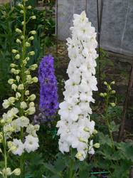 DSCN5310.jpg