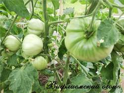 IMG_20190702_143217.jpg