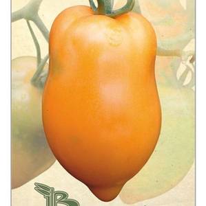 tomat-mango-dzhango.thumb.jpg.c3fe78be81eda3e261db500675b5eb08.jpg
