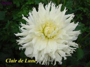 Clair de Lune (2).JPG
