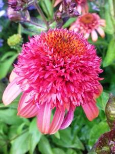 Supreme flamingo.jpg