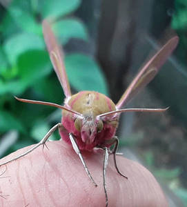 2018-07-01 11-00-55.JPG