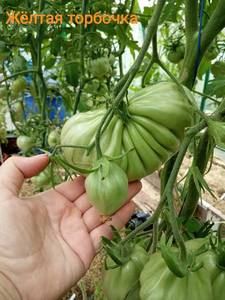 199479371_IMG_20190812_0850161.thumb.jpg.b7bbe0a382ae7210598f22545f4fda7c.jpg