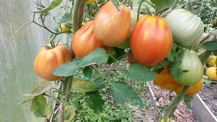 Pera DAbruzzo (Абруццо) - p — сорта томатов - tomat-pomidor.com - отзывына форуме
