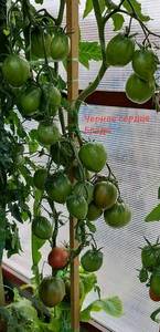 20190804_132509.thumb.jpg.01874e9f28158ce76cd2b47bad5b162b.jpg