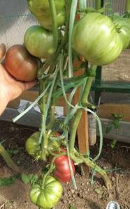 20190822_114724.thumb.jpg.938f2c33f0a2bb35a93761f35eff355e.jpg