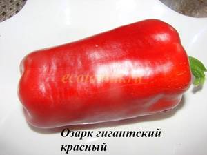 Озарк гигантский  красный (2).JPG