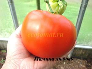Мамина любовь.JPG
