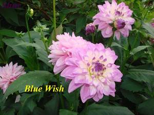 Blue Wish (1).JPG