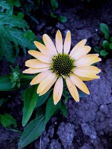 Fountain Orange Bicolor.jpg