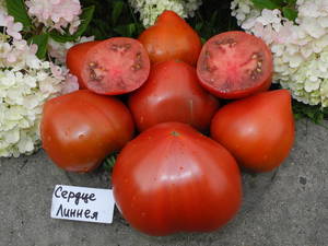 DSCN0301.thumb.JPG.0b23c2f06366235f9780d6f48b9d56f8.JPG