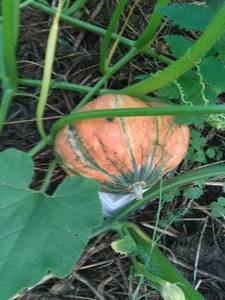 IMG-20190816-WA0026.jpg
