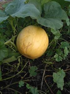 IMG-20190816-WA0030.jpg