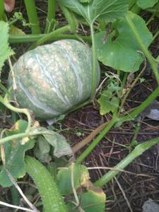 IMG-20190818-WA0023.jpg
