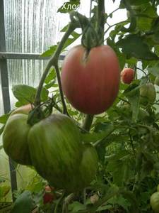 IMG_20190804_112839_compress16.thumb.jpg.ffe91dcb71ff53ddb7293b18c8c7460d.jpg