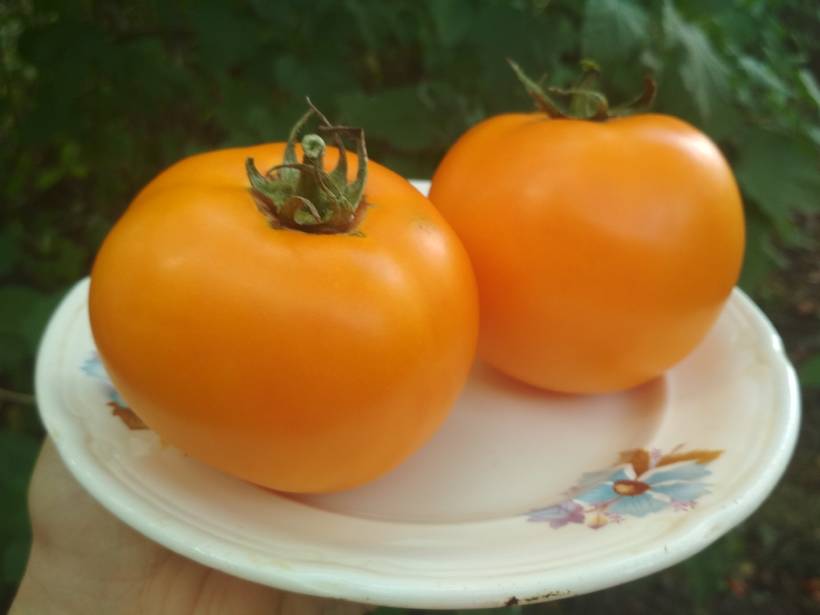 Томат здоровяк. Томат желтый здоровяк. Томат диетический. Томат сибирский здоровяк. Томат диетический.