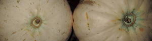 IMG_7131.thumb.JPG.724ecd1db243b9bc11817e0a11442851.JPG
