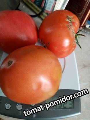 мои помидоры  2019