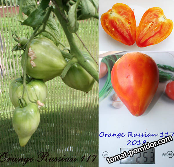 Orange Russian 117.jpg