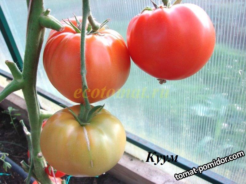 Куум.JPG