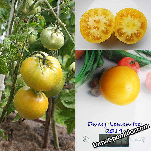 Dwarf Lemon Ice.jpg