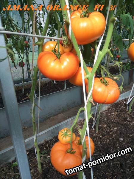 Amana Orange  ЗГ  23.08. 2019 .jpg