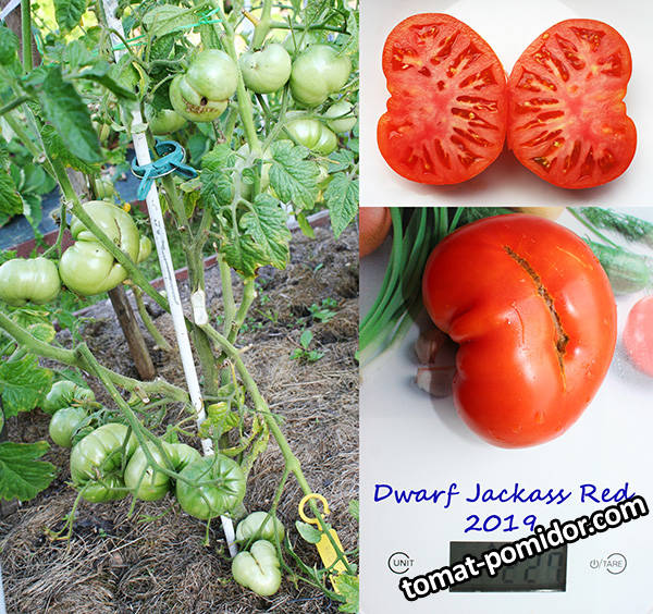 Dwarf Jackass Red.jpg