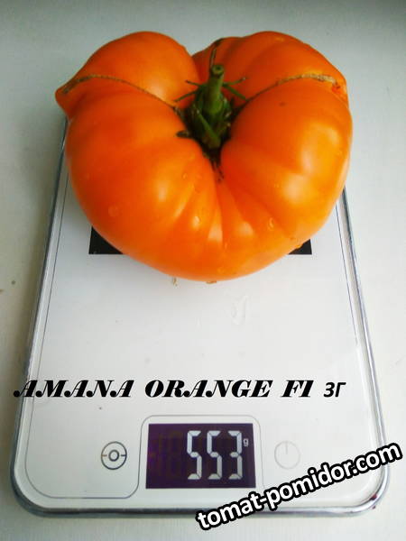 Amana Orange 23.08.19 ЗГ.jpg