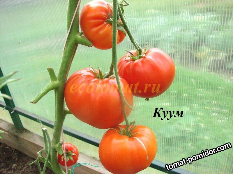 Куум.JPG