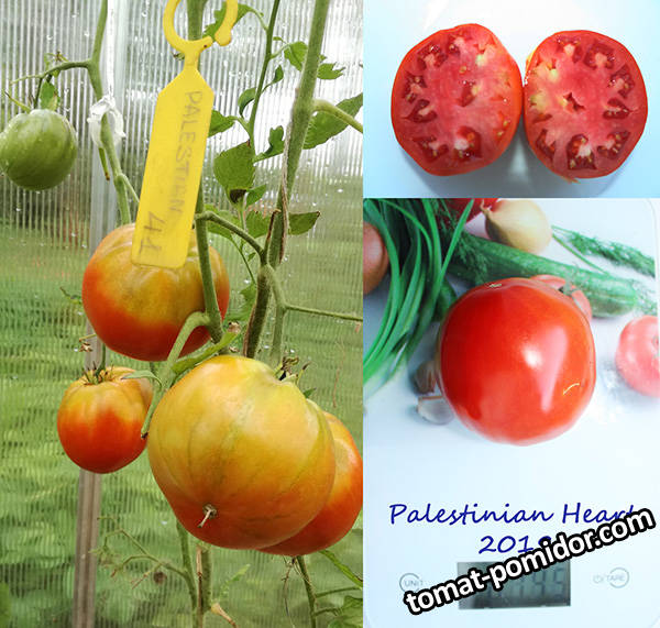 Palestinian Heart.jpg