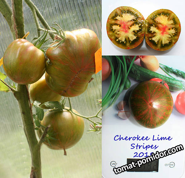 Cherokee Lime.jpg